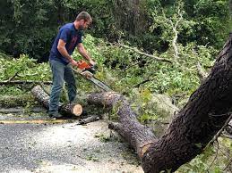 Best Tree Disease Treatment  in Geronimo, OK