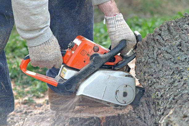 Best Commercial Tree Services  in Geronimo, OK